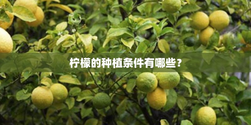 柠檬的种植条件有哪些？