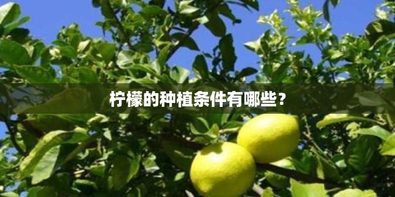 柠檬的种植条件有哪些？
