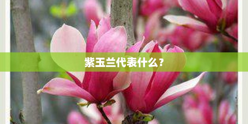 紫玉兰代表什么？