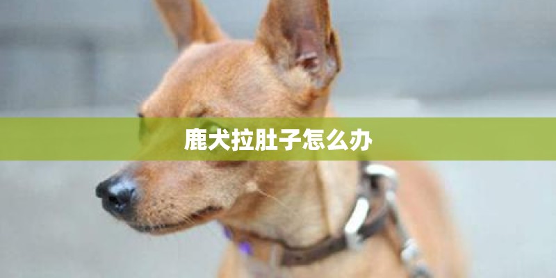 鹿犬拉肚子怎么办