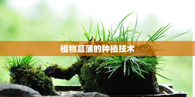 植物菖蒲的种植技术