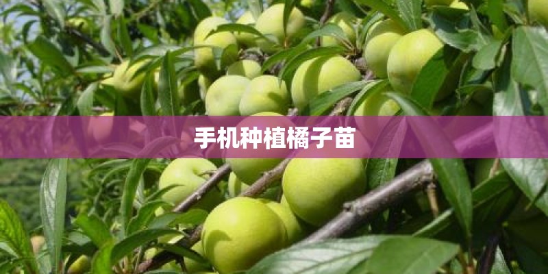 手机种植橘子苗