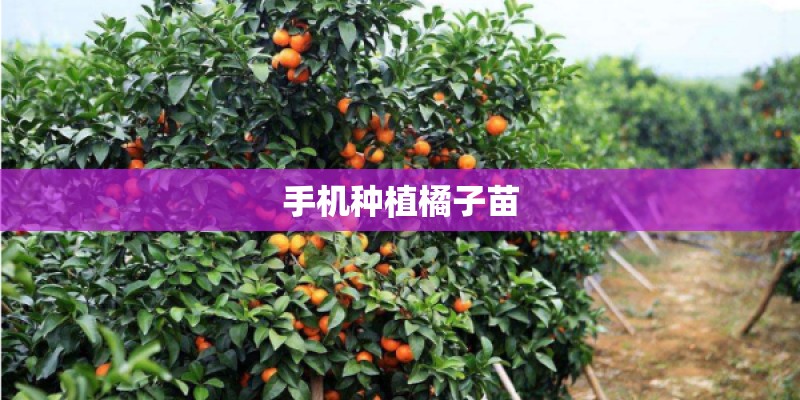 手机种植橘子苗