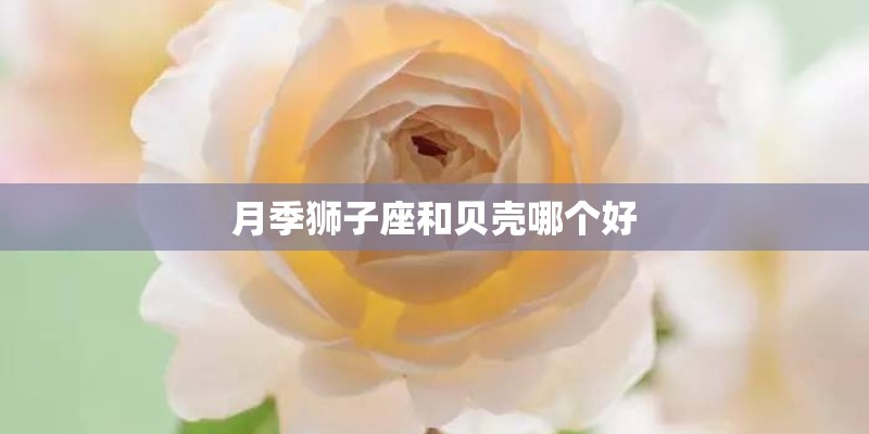 月季狮子座和贝壳哪个好