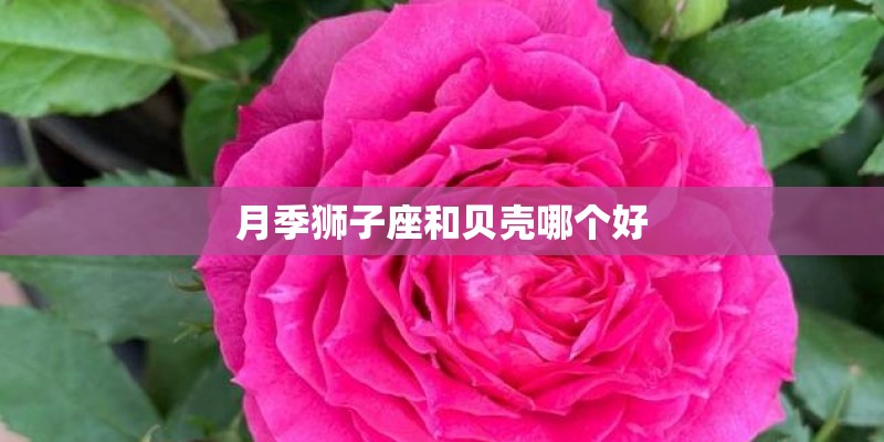 月季狮子座和贝壳哪个好