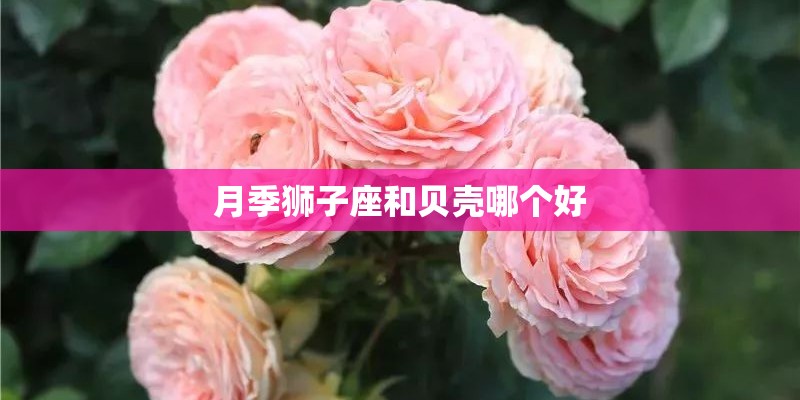 月季狮子座和贝壳哪个好