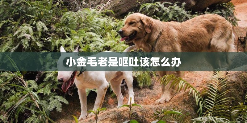 小金毛老是呕吐该怎么办