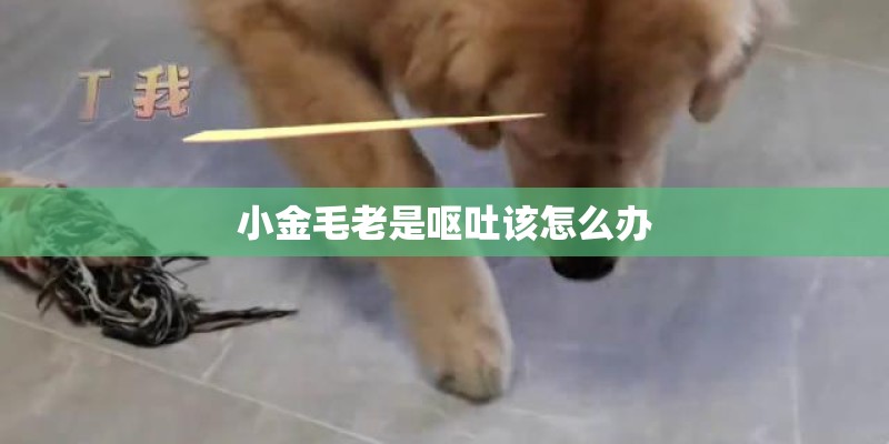 小金毛老是呕吐该怎么办