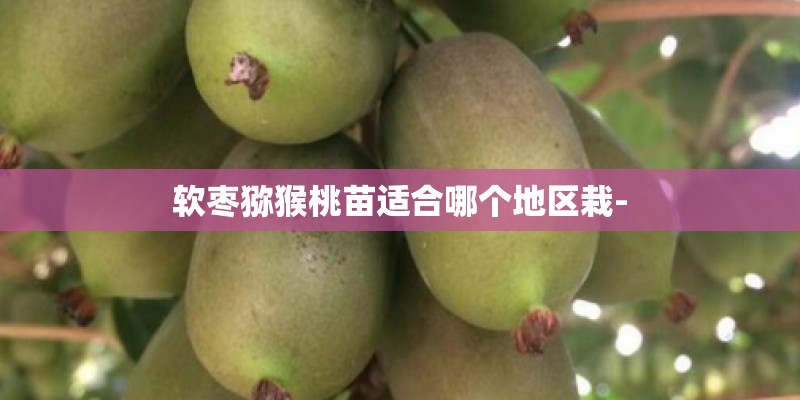 软枣猕猴桃苗适合哪个地区栽-