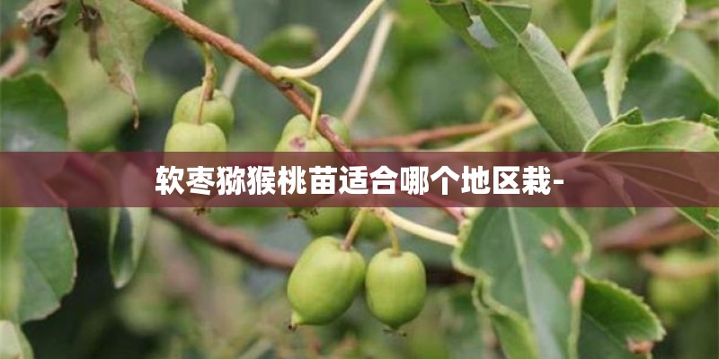 软枣猕猴桃苗适合哪个地区栽-