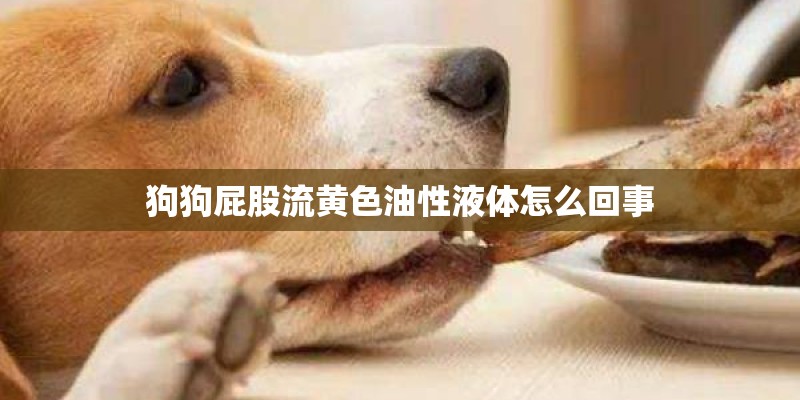 狗狗屁股流黄色油性液体怎么回事