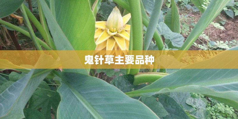 鬼针草主要品种