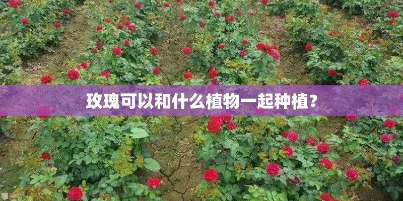 玫瑰可以和什么植物一起种植？