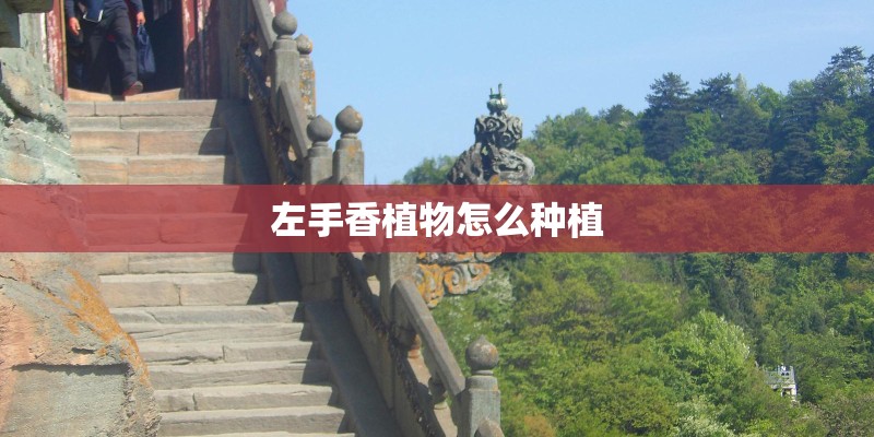 左手香植物怎么种植