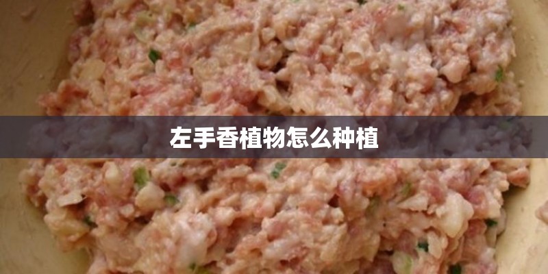 左手香植物怎么种植