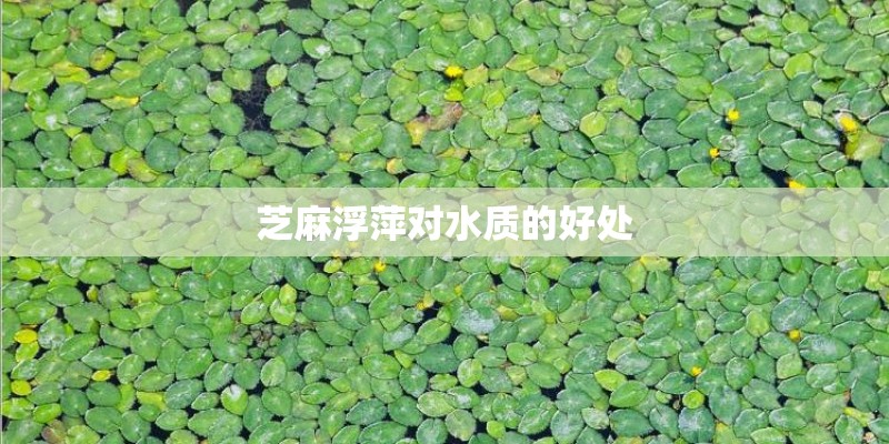 芝麻浮萍对水质的好处