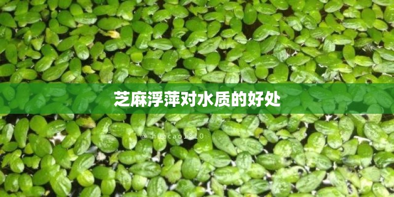 芝麻浮萍对水质的好处