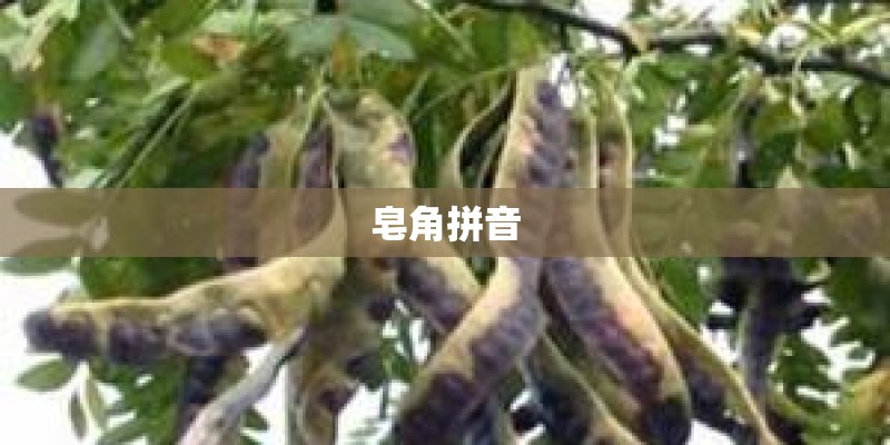 皂角拼音