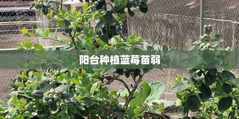 阳台种植蓝莓苗弱