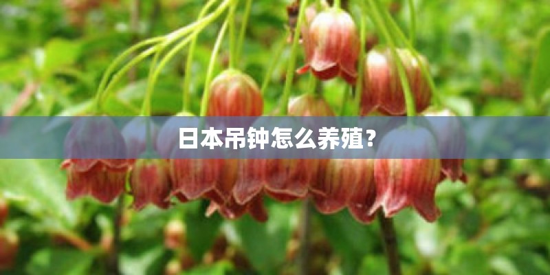 日本吊钟怎么养殖？