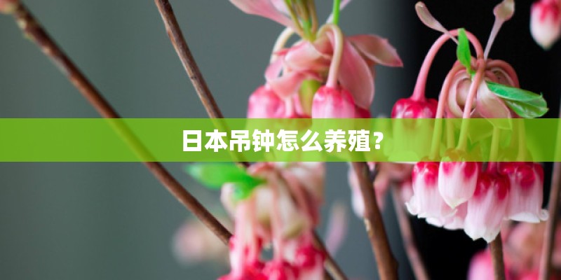 日本吊钟怎么养殖？