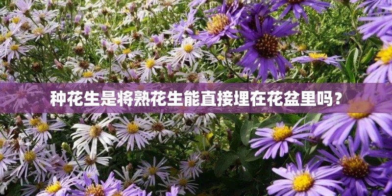 种花生是将熟花生能直接埋在花盆里吗？