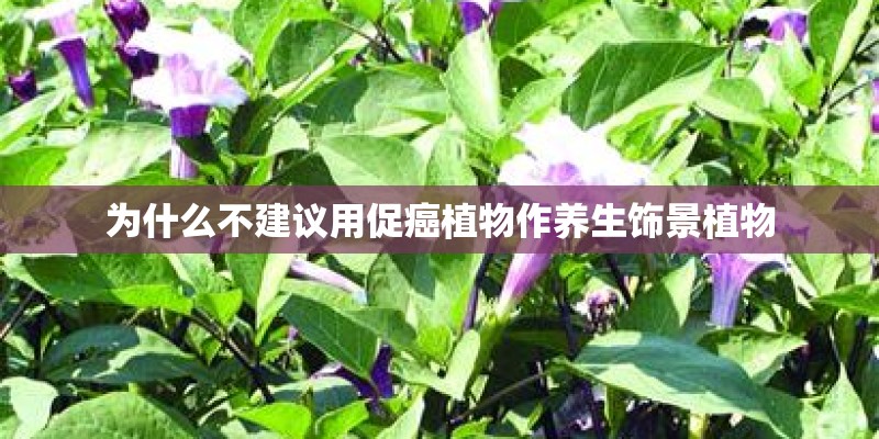 为什么不建议用促癌植物作养生饰景植物
