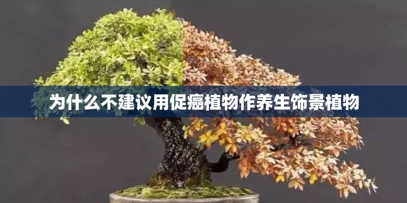 为什么不建议用促癌植物作养生饰景植物