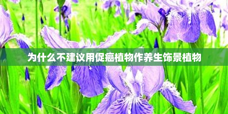 为什么不建议用促癌植物作养生饰景植物