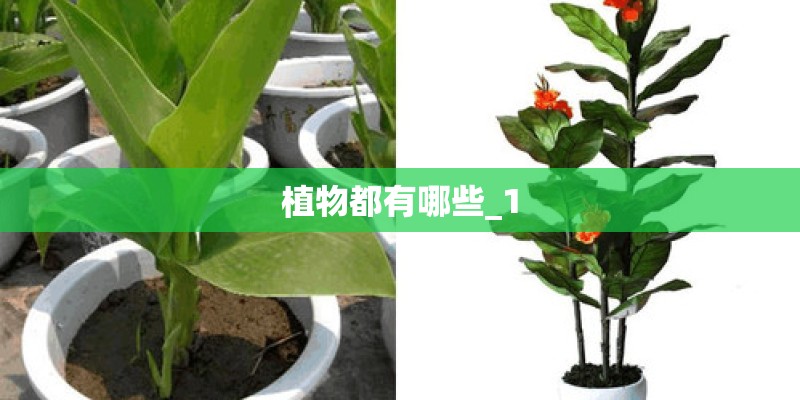 植物都有哪些_1