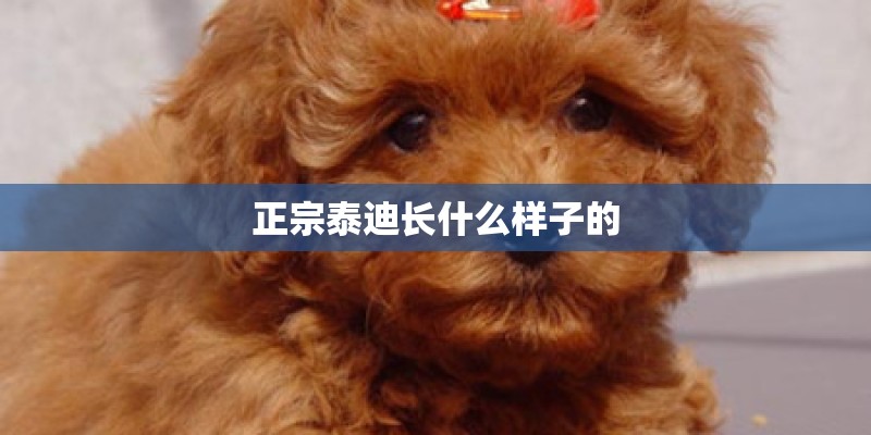 正宗泰迪长什么样子的