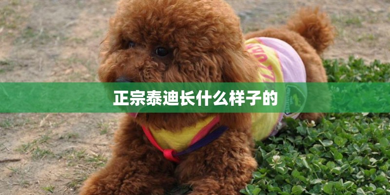 正宗泰迪长什么样子的