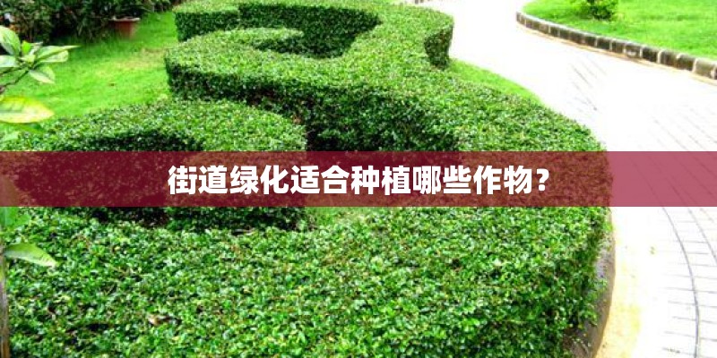 街道绿化适合种植哪些作物？