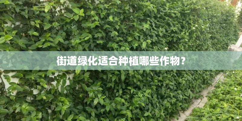 街道绿化适合种植哪些作物？