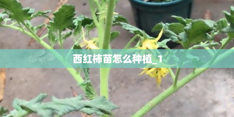西红柿苗怎么种植_1
