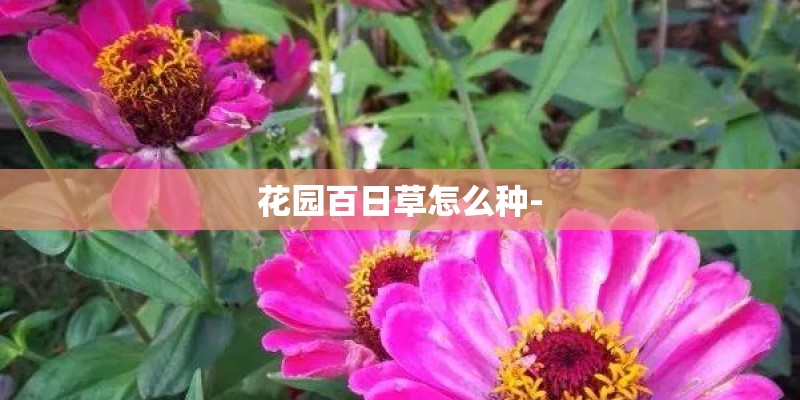 花园百日草怎么种-