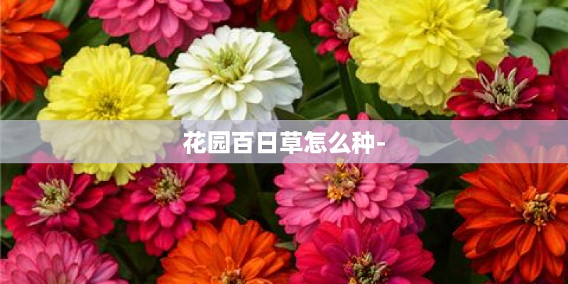 花园百日草怎么种-