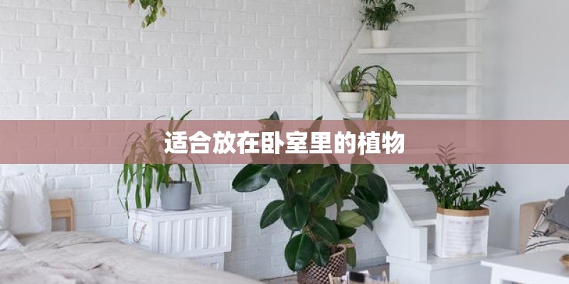 适合放在卧室里的植物