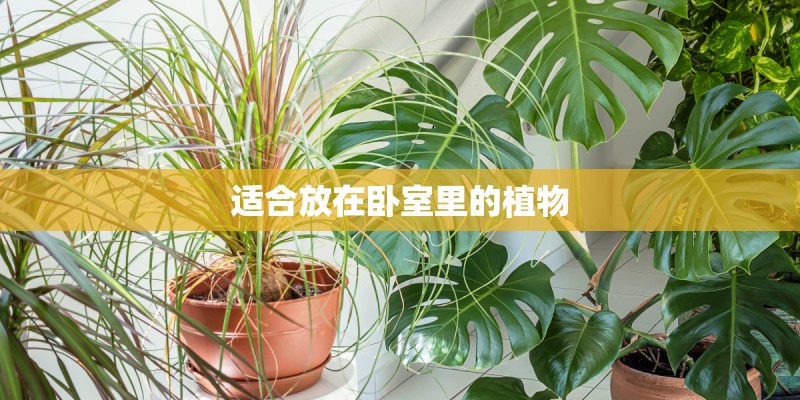 适合放在卧室里的植物