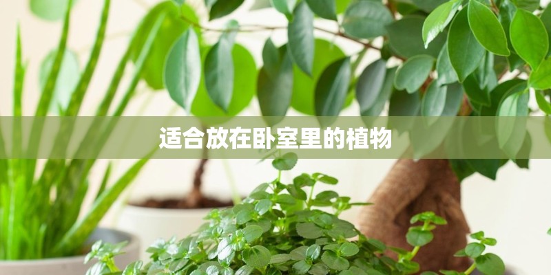 适合放在卧室里的植物