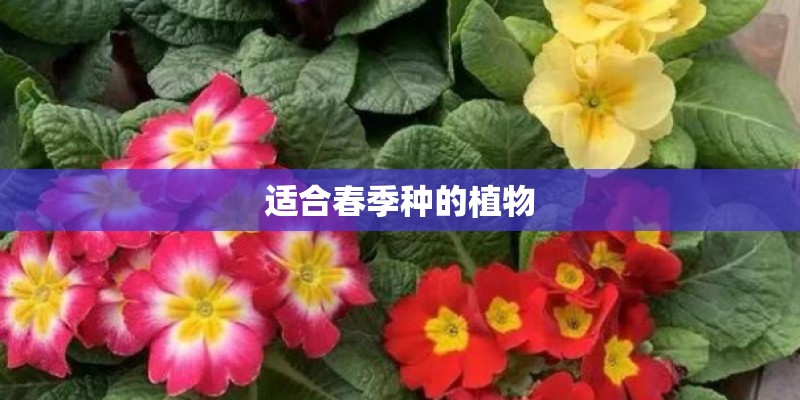 适合春季种的植物