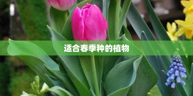 适合春季种的植物