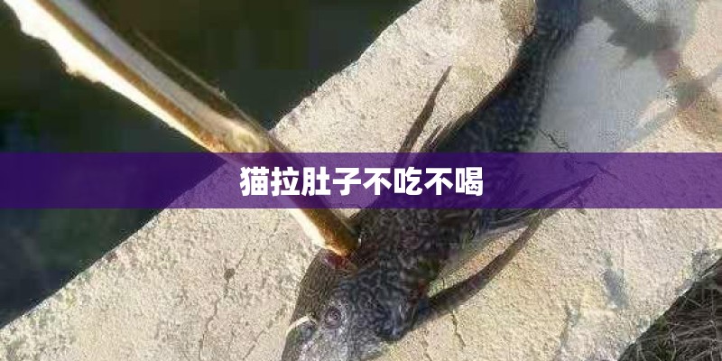 猫拉肚子不吃不喝
