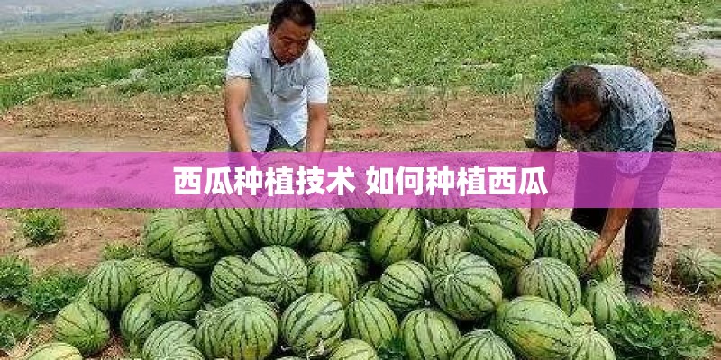 西瓜种植技术 如何种植西瓜