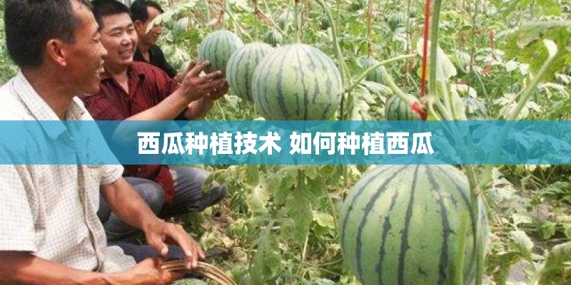 西瓜种植技术 如何种植西瓜