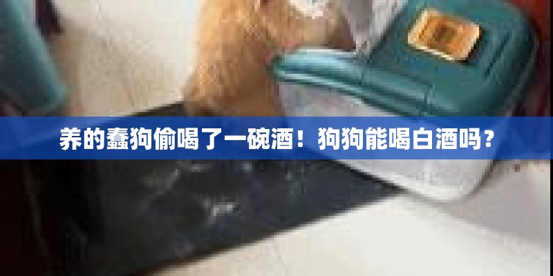 养的蠢狗偷喝了一碗酒！狗狗能喝白酒吗？