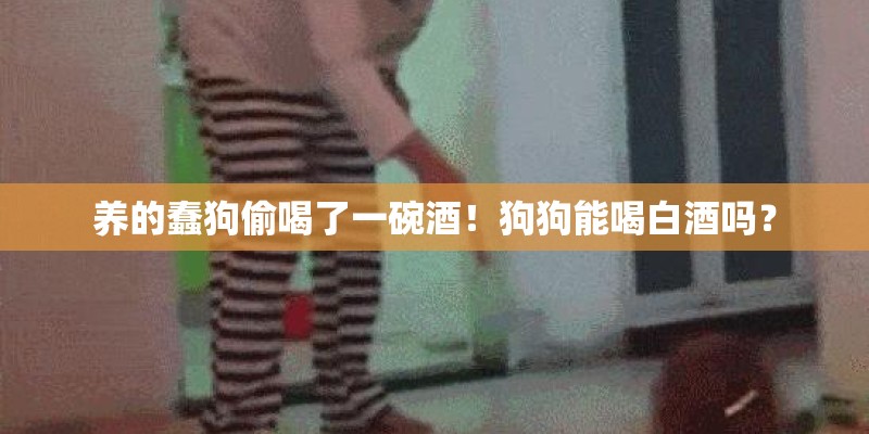 养的蠢狗偷喝了一碗酒！狗狗能喝白酒吗？