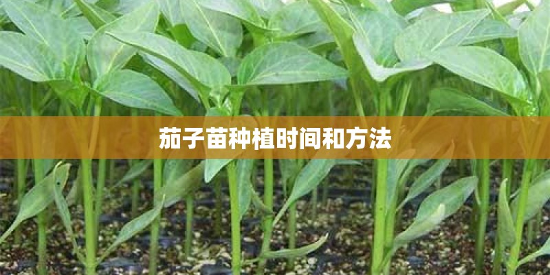 茄子苗种植时间和方法