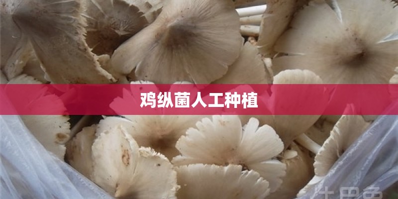 鸡纵菌人工种植