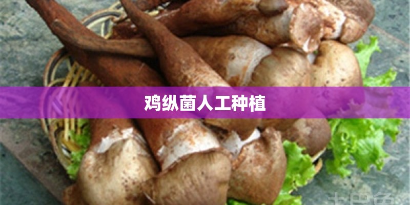 鸡纵菌人工种植